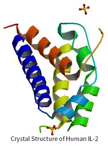 IL-2 / Interleukin 2 & Receptor | Sino Biological