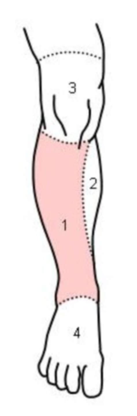 Crural Region Of The Body