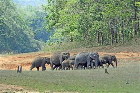 Periyar National Park, Thekkady (Kerala) | Safari, Timings, Accomodation