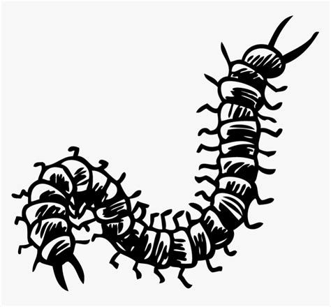 Centipede Clipart Black And White, HD Png Download - kindpng