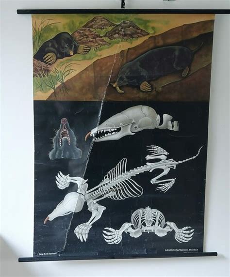 Vintage Original German Educational Poster/Mole Anatomy/School Wall ...