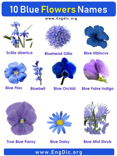 10 Blue Flowers names with Pictures, Flower Names | Blue flower names ...