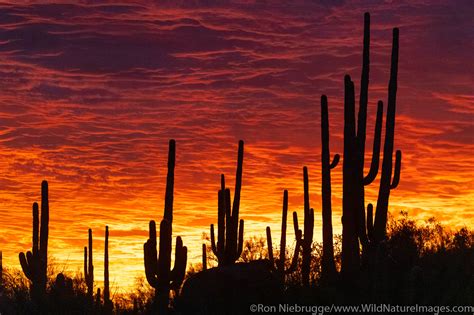 Sonoran Desert Sunset | Tucson, Arizona. | Photos by Ron Niebrugge