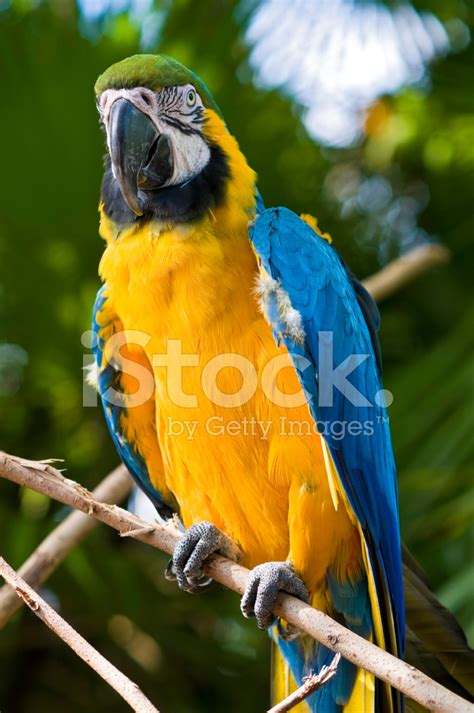 Blue Gold Macaw In Natural Habitat Stock Photo | Royalty-Free | FreeImages