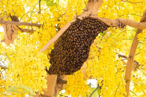 Honey Bee Nest: Identification and How to Get Rid of It - A-Z Animals