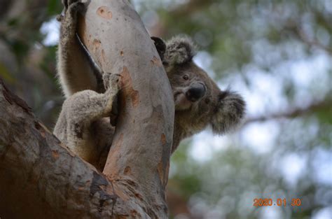 Koala Conservation Action Project July-Dec 2021 - Coffs Harbour ...