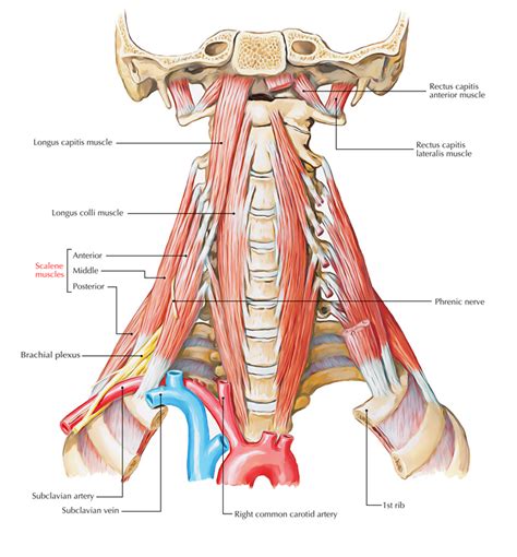 Anterior Scalene Muscle (Scalenus Anterior) – Earth's Lab