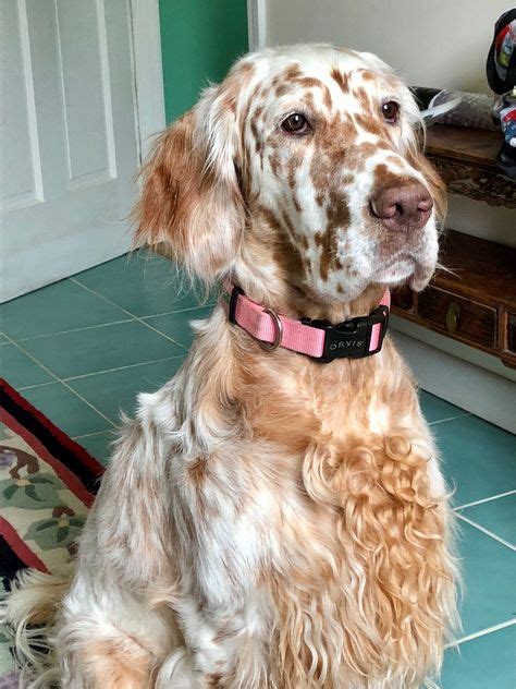 English Setter Zelda | English setter dogs, English setter, Red and ...