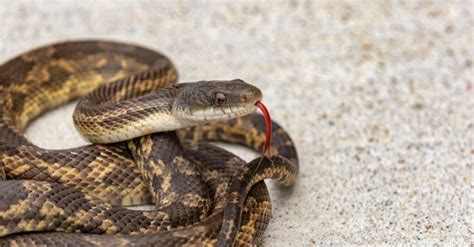 Discover the Largest and Most Dangerous Snakes in Texas - A-Z Animals