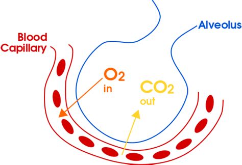 Gas Exchange | Boundless Anatomy and Physiology