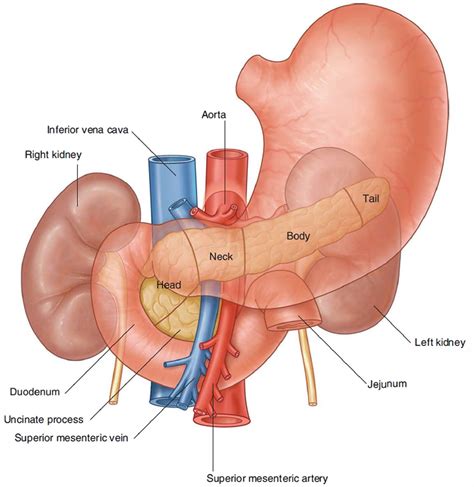 Pancreas Location, Anatomy and Function in Digestion