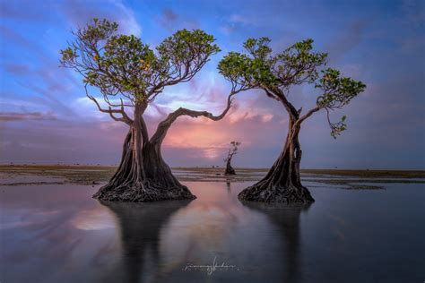 Mangrove Trees of Walakiri Beach, Indonesia