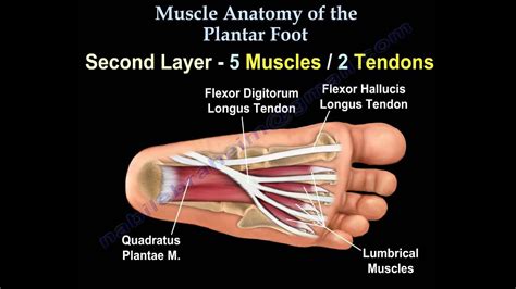 Plantar Foot Anatomy Skin