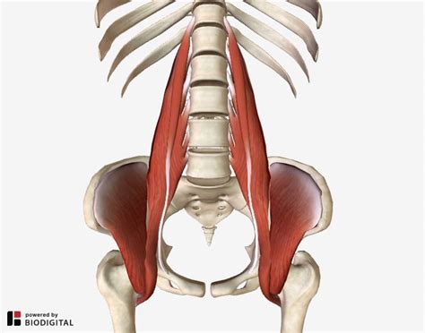 Lower Back Pain Causes | Focus on Musculoskeletal Causes and Solutions