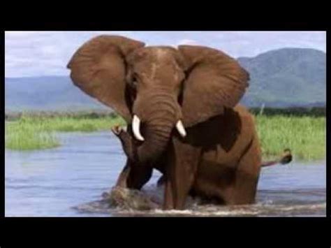 elephant trumpet sound effect - YouTube