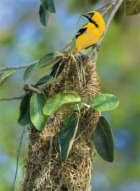 How Long Do Baby Birds Stay in the Nest? - Birds and Blooms