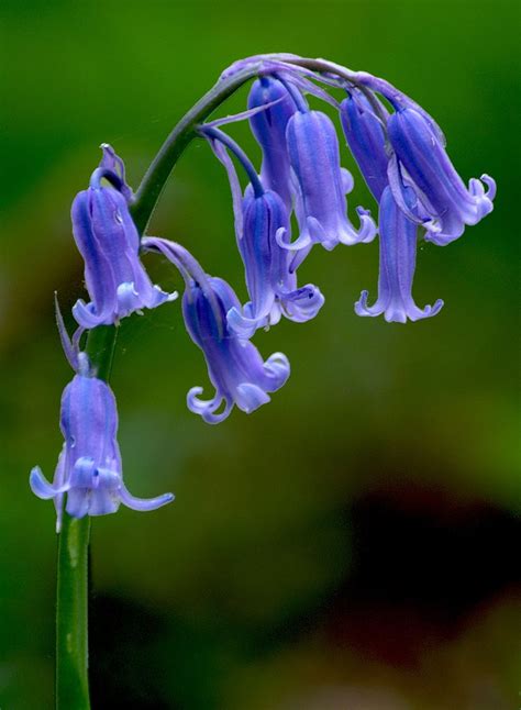 Bluebell (hyacinthoides non-scripta) in Full Bloom