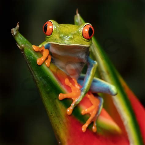 List 92+ Pictures Images Of Tree Frogs Full HD, 2k, 4k