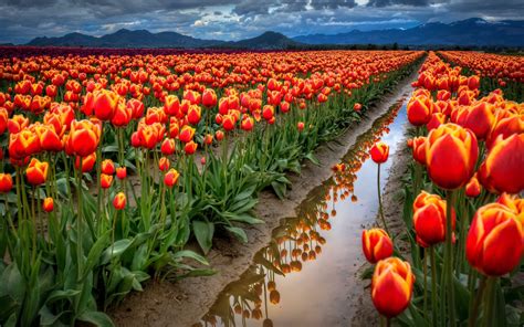 Spring Flowers Field With Red Tulips Desktop Wallpaper Full Screen ...