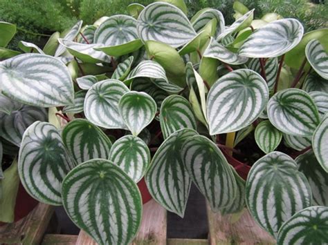 8 Care Tips for the Beautiful Watermelon Peperomia Plant - Dengarden