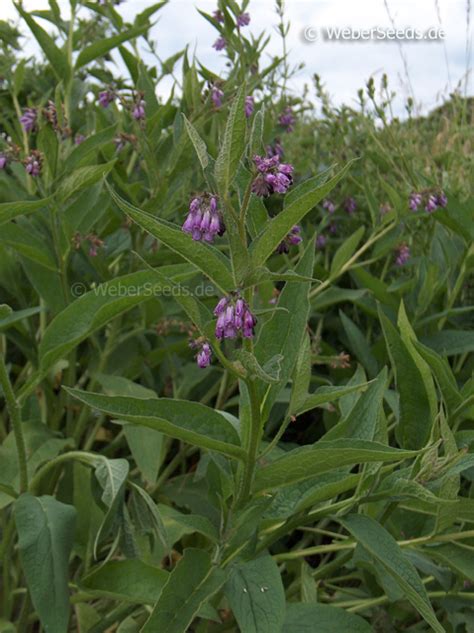 Symphytum officinale, Common comfrey - Seeds - plants - dried herbs