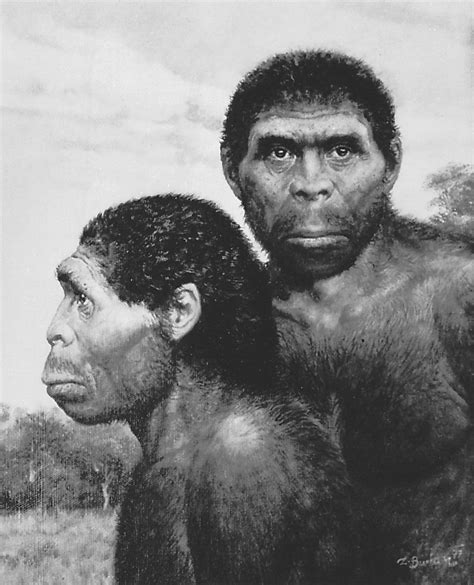 Homo erectus | Definition, Characteristics, Skull, Diet, Tools, & Facts ...