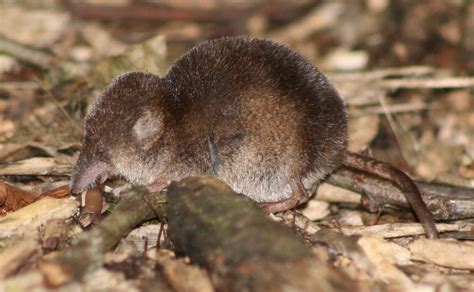 Maple Cross Birding: Common Shrew at Maple Lodge