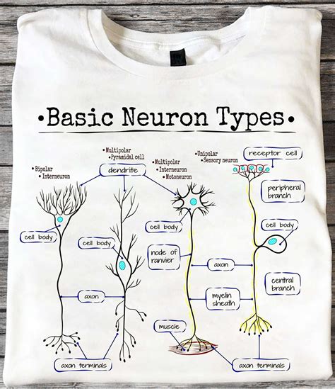 Basic Neuron Types - cell body, axon terminals, node of ranvier, myelin ...