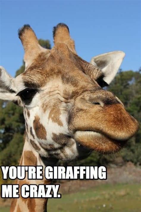 25 Giraffe Quotes Funny Pictures Images & Graphics | QuotesBae