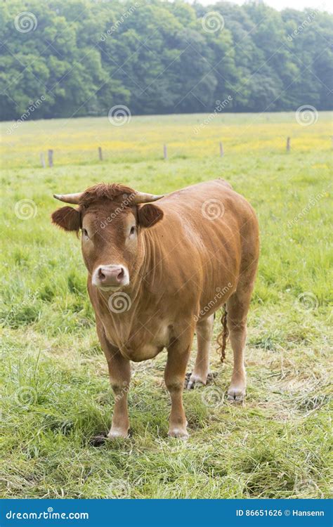 Young limousine cow stock photo. Image of beef, agriculture - 86651626