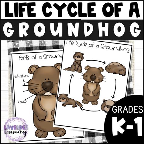 Looking to teach the life cycle of a groundhog in your early childhood ...