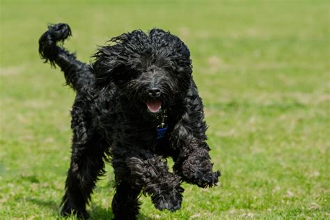 Portuguese Water Dog | Portuguese water dog, Water dog, Dog breeds pictures