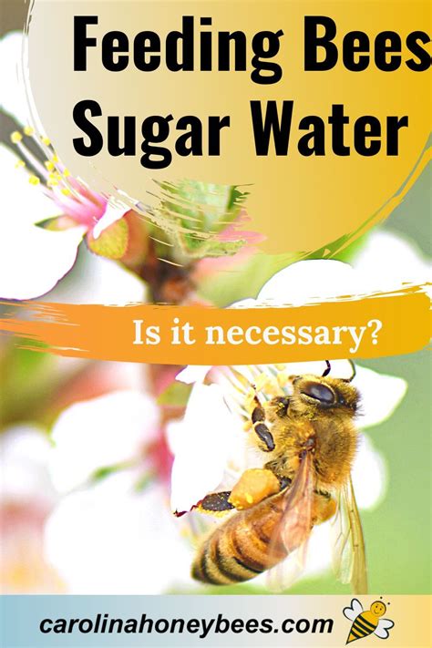 Feeding Bees Sugar Water- A Complete Guide - Carolina Honeybees in 2021 ...