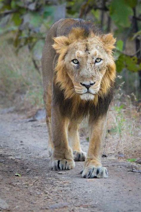 Asiatic Lion - the Pride of Gujarat - WildTrails | The One-Stop ...