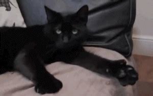 IRTI - funny GIF #5947 - tags: cat thumbs up approves thumb awesome