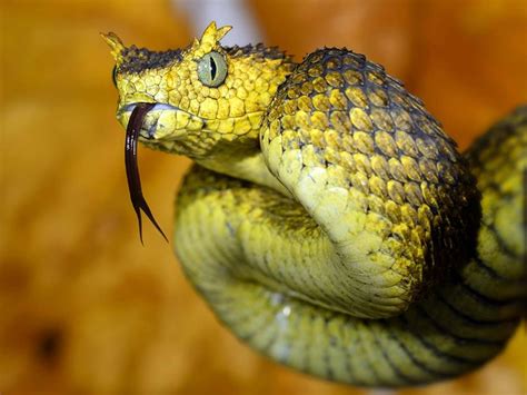 Eyelash Pit Viper (Bothriechis schlegelii) is a venomous pit viper ...