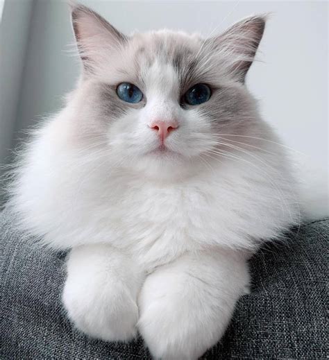 11 Cute Pictures of Ragdoll Cats