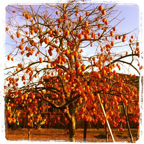 Persimmon Tree Spring - Tere Fruit