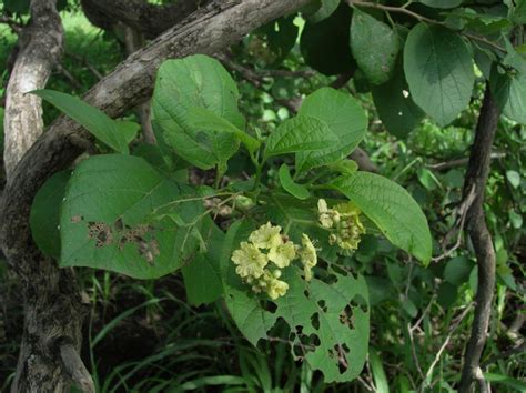 Cordia (Cordiaceae) image 33526 at PlantSystematics.org