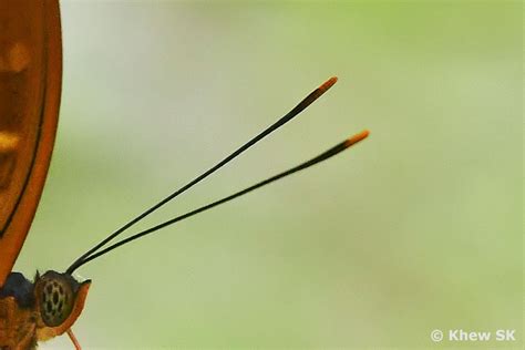 Butterflies of Singapore: The Butterfly Antennae