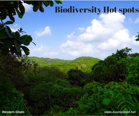 10 Examples of Biodiversity Hot spots | 4 Biodiversity Hot spots in India