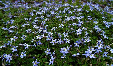 DESKTOP 86 - BLUE STAR CREEPER | Perennials, Shrubs, Ground cover plants