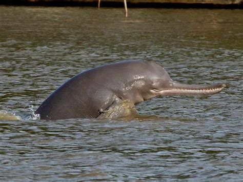 Endangered dolphins spotted in Ganga