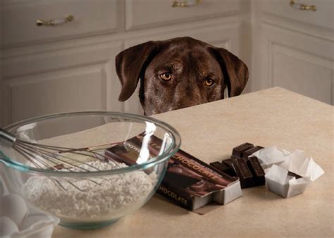 Chocolate toxicity in dogs - Annandale Animal Hospital