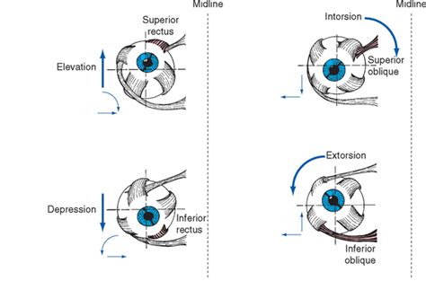 Control of Eye Movements | Neupsy Key