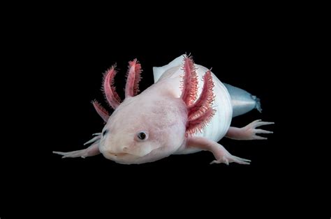 The largest genome ever: Decoding the Axolotl - HITS gGmbH