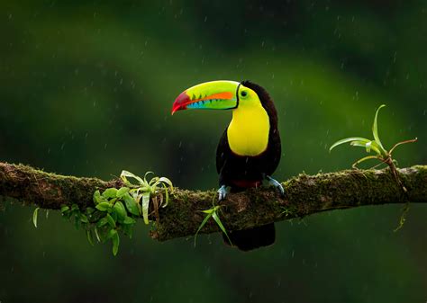 Aggregate more than 62 toucan wallpaper best - in.cdgdbentre