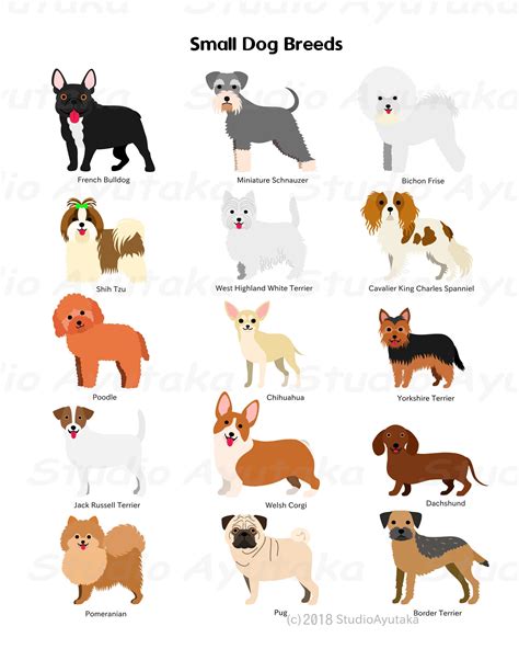 Small Dog Breeds Chart, Svg, Png, Jpg, 16*20 | iletisim.akdeniz.edu.tr