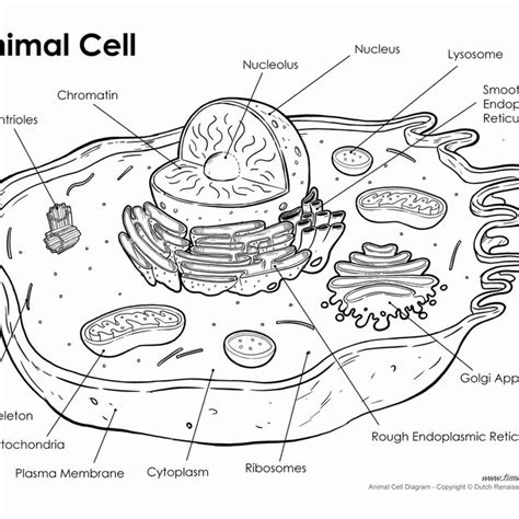 Animal Cell Worksheet Answers Lovely Animal Cell Drawing at Getdrawings ...