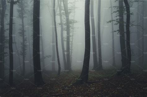 Mysterious dark foggy forest containing dark, forest, and fog | High ...